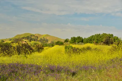 DSC_6466 (Large).JPG